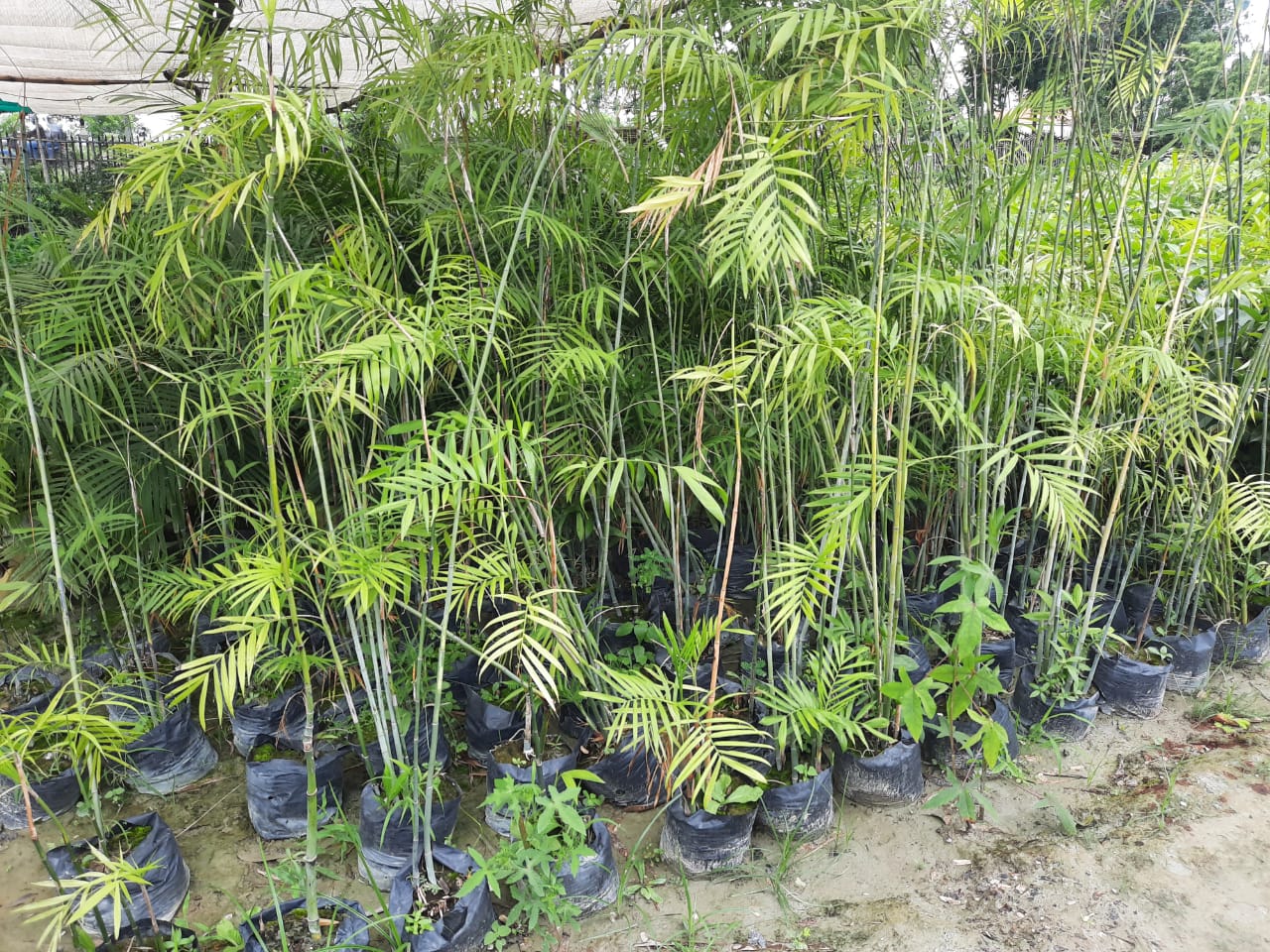 WhatsApp-Image-2021-06-17-at-4.40.32-PM-2