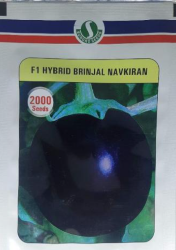 brinjal-seed