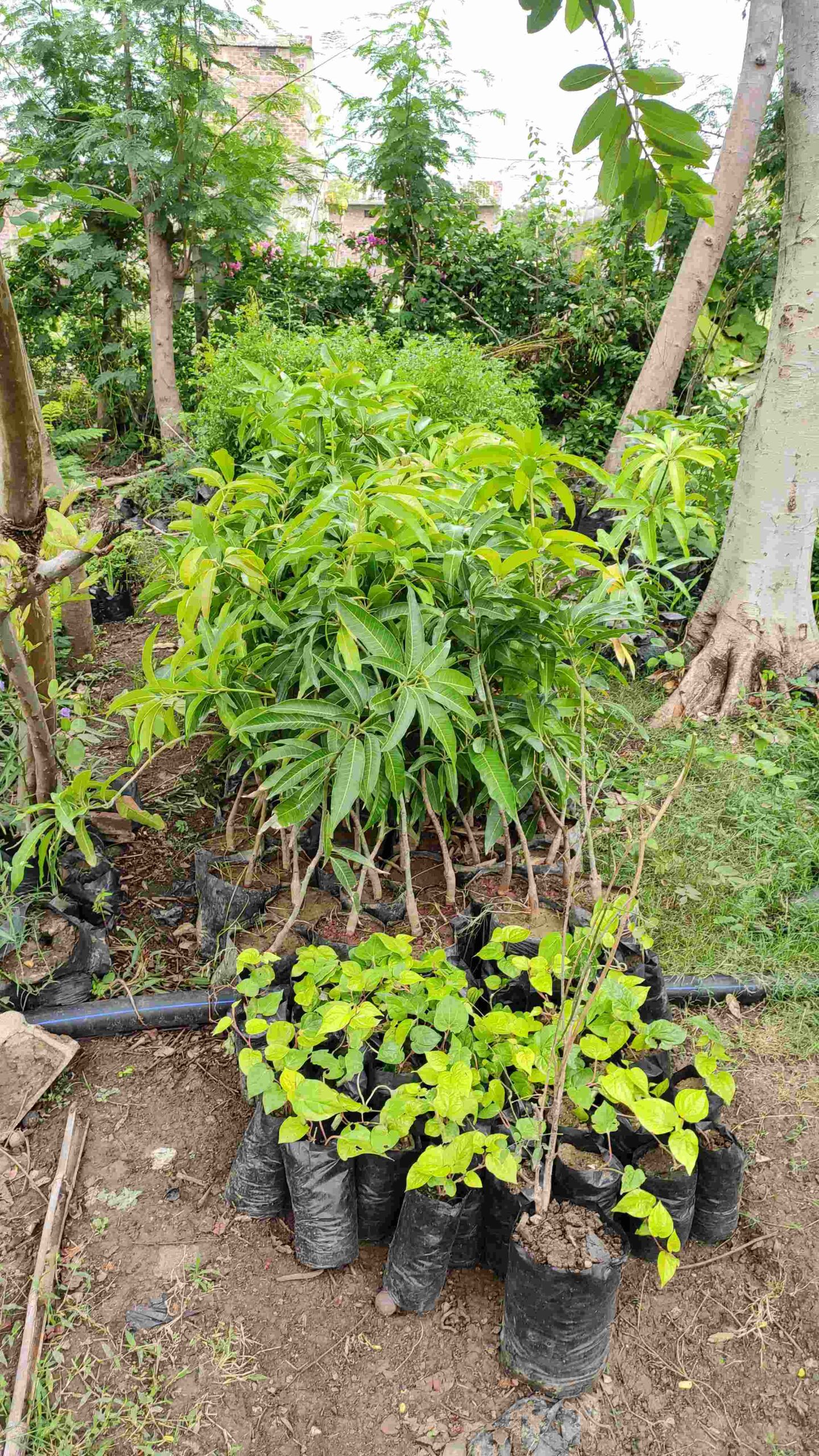 IMG_20210721_140142_compress1