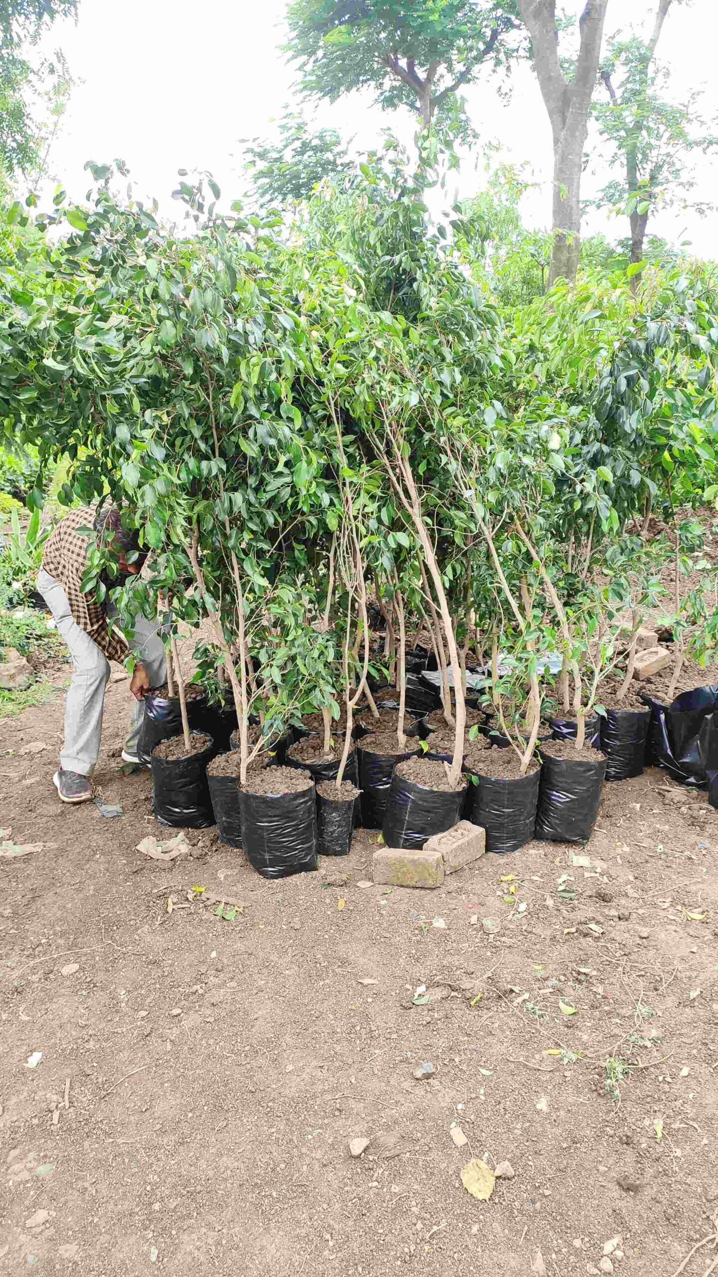 IMG_20210721_140255_compress93