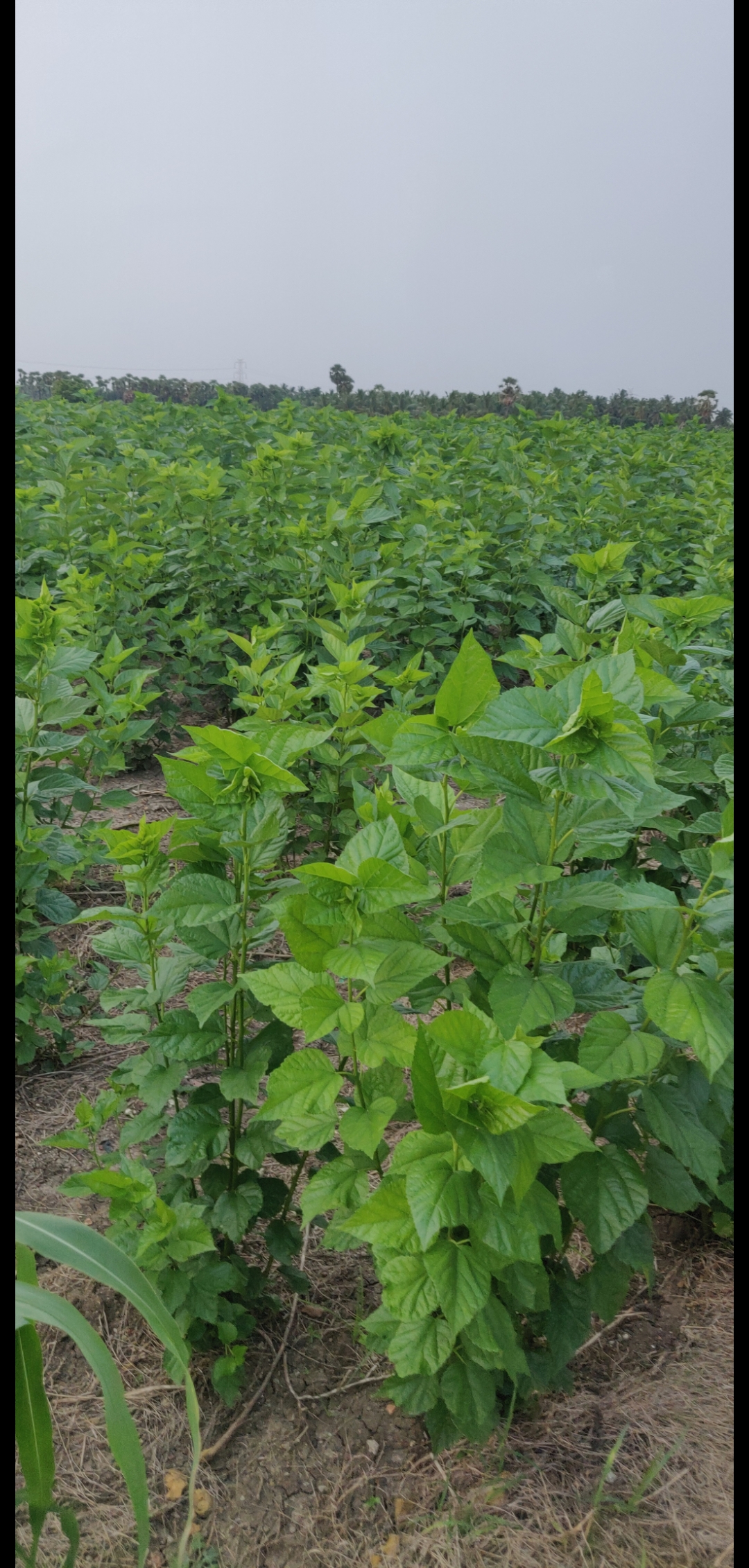 Screenshot_20210731-160420